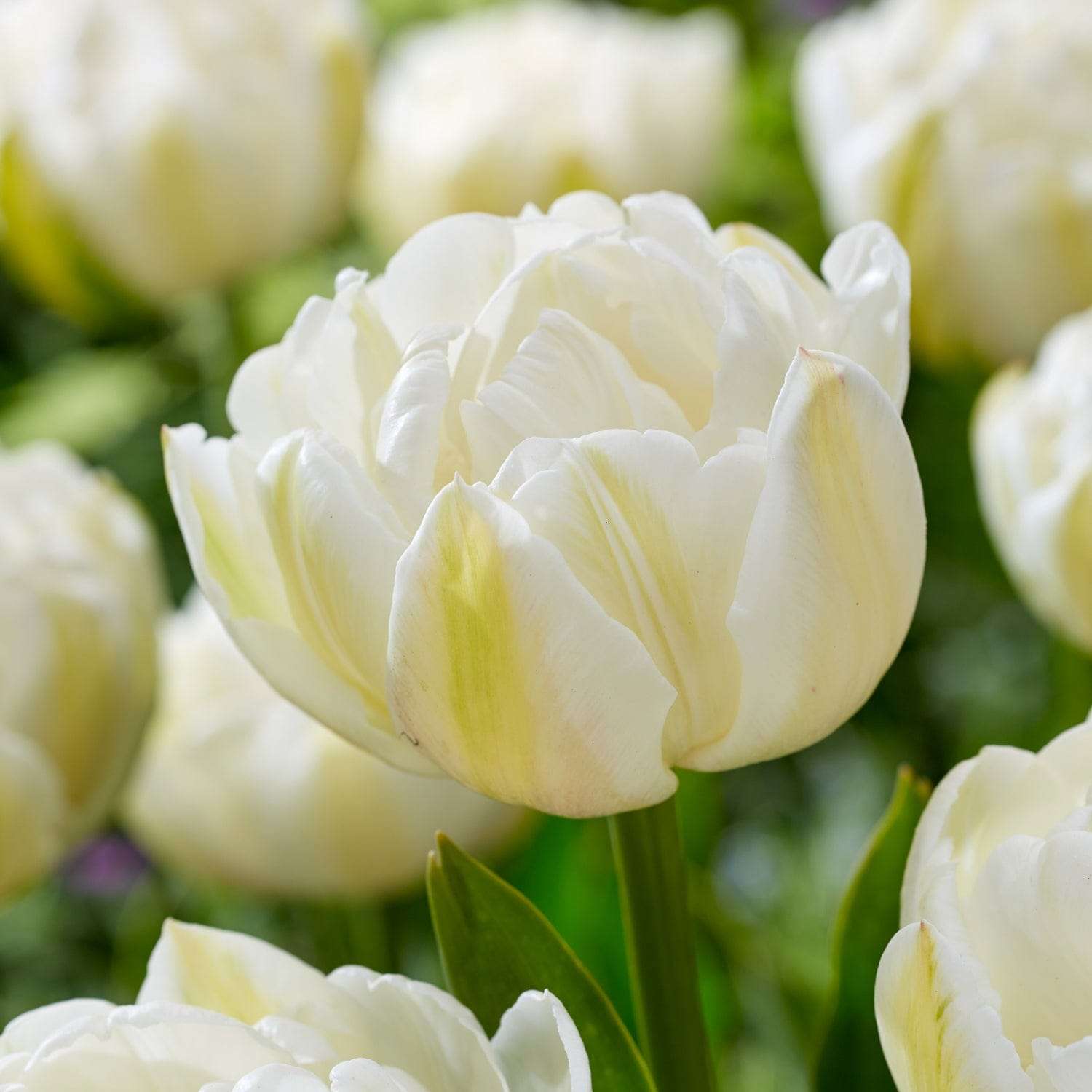 Tulppaani 'Mount Tacoma'